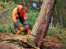 Best Hedge Trimming  in Congers, NY